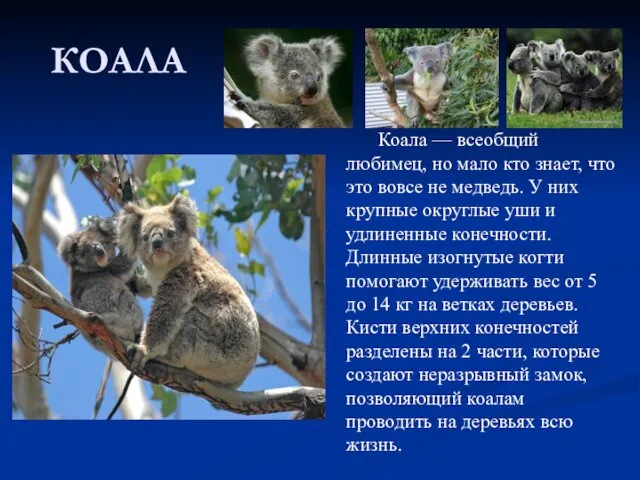 КОАЛА Коала — всеобщий любимец, но мало кто знает, что