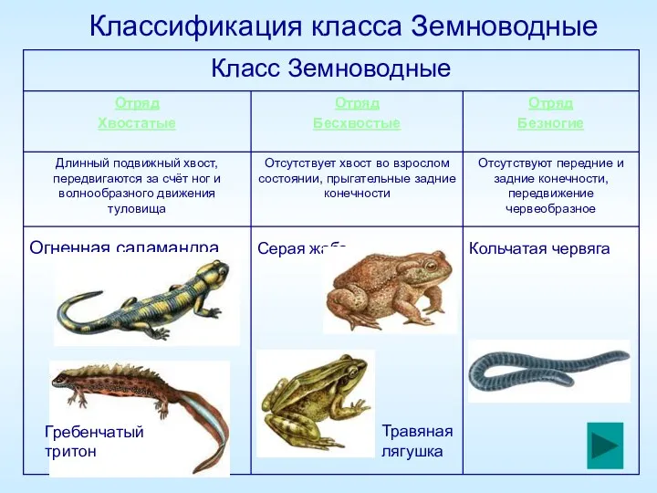 Классификация класса Земноводные Гребенчатый тритон Травяная лягушка