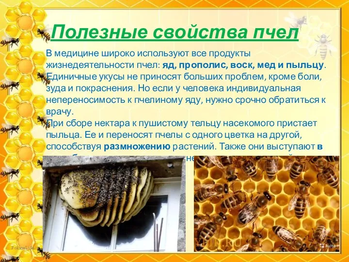 Полезные свойства пчел В медицине широко используют все продукты жизнедеятельности