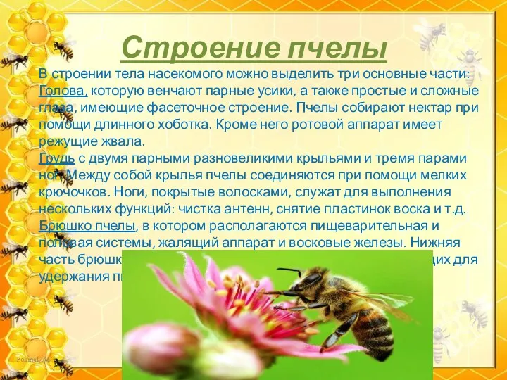 Строение пчелы В строении тела насекомого можно выделить три основные