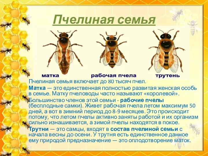 Пчелиная семья Пчелиная семья включает до 80 тысяч пчел. Матка