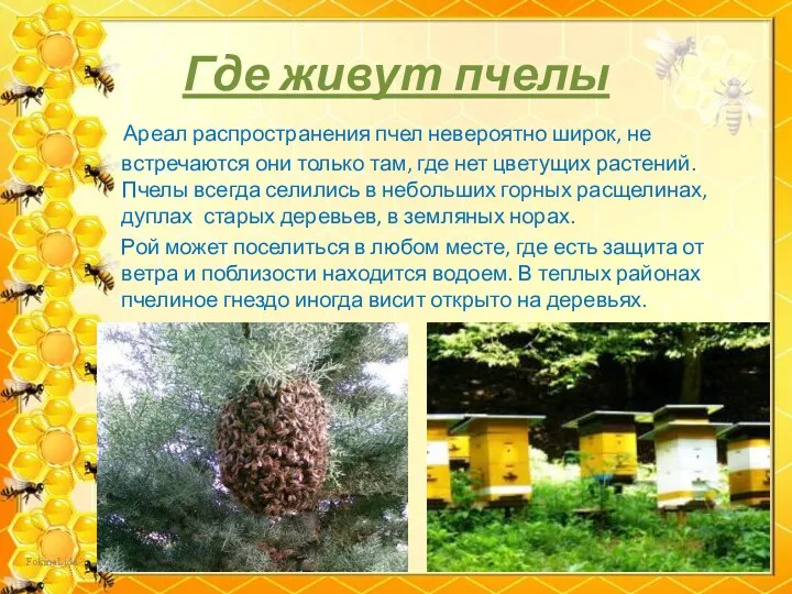 Где живут пчелы Ареал распространения пчел невероятно широк, не встречаются
