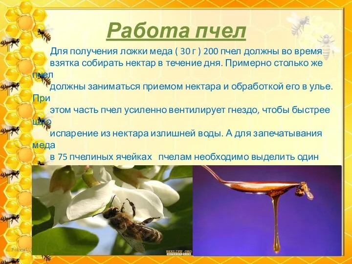 Работа пчел Для получения ложки меда ( 30 г )