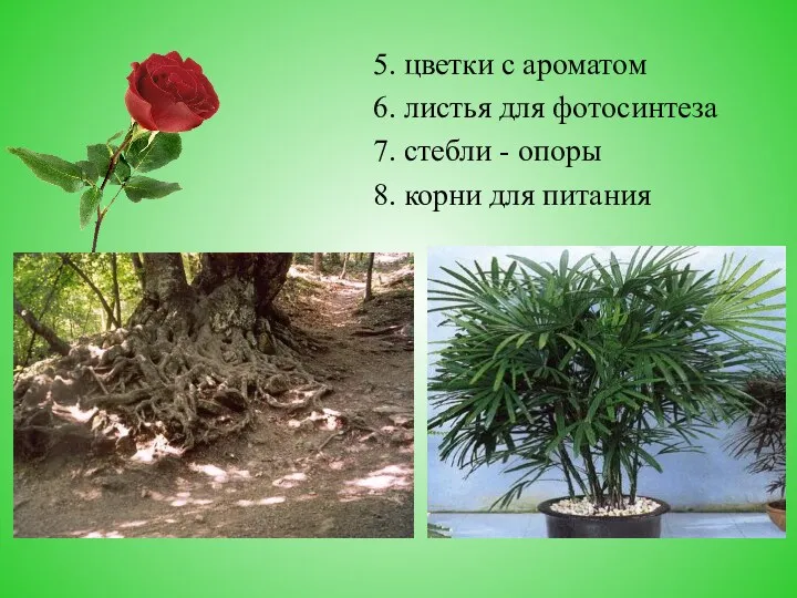5. цветки с ароматом 6. листья для фотосинтеза 7. стебли - опоры 8. корни для питания