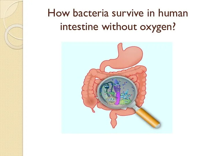 How bacteria survive in human intestine without oxygen?