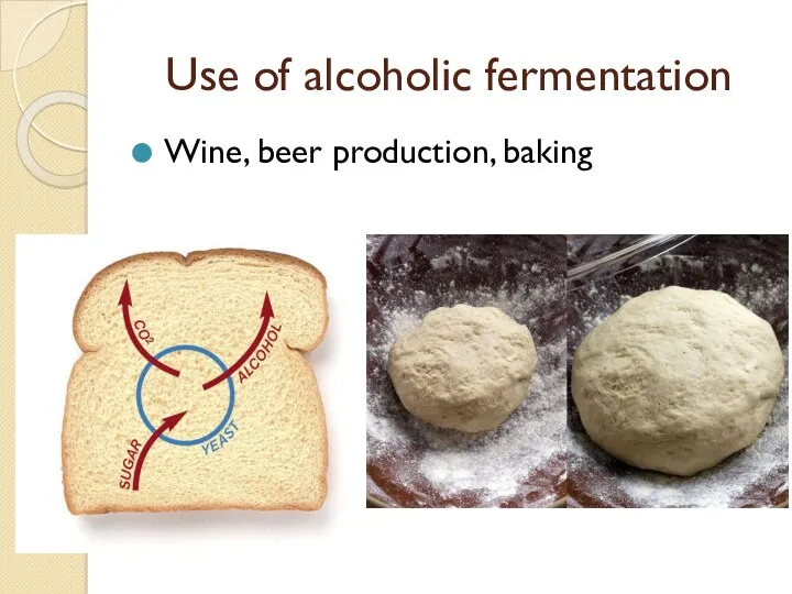 Use of alcoholic fermentation Wine, beer production, baking