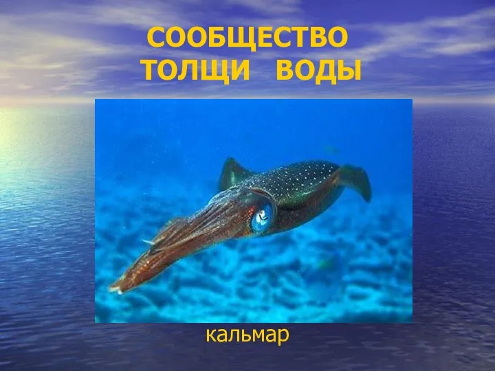 СООБЩЕСТВО ТОЛЩИ ВОДЫ кальмар