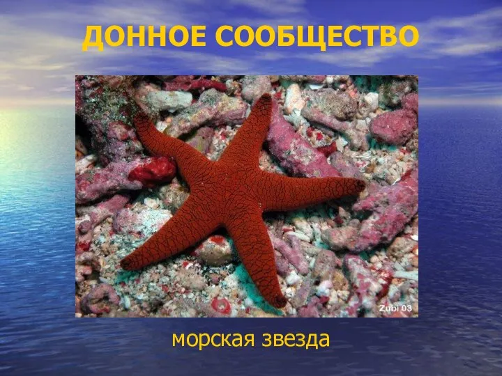 ДОННОЕ СООБЩЕСТВО морская звезда