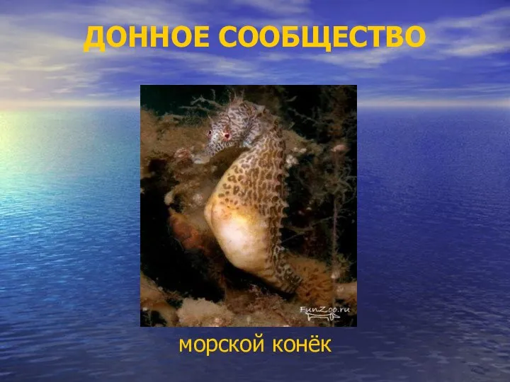 ДОННОЕ СООБЩЕСТВО морской конёк