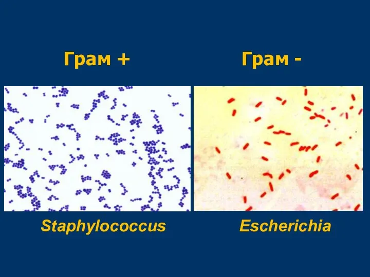 Грам + Грам - Staphylococcus Escherichia