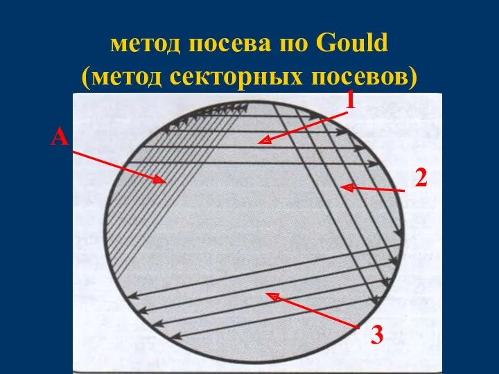 метод посева по Gould (метод секторных посевов) А 1 2 3