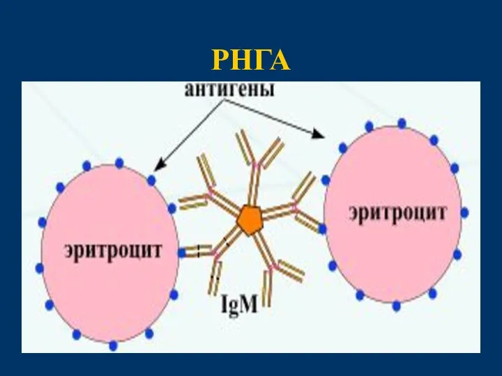 РНГА