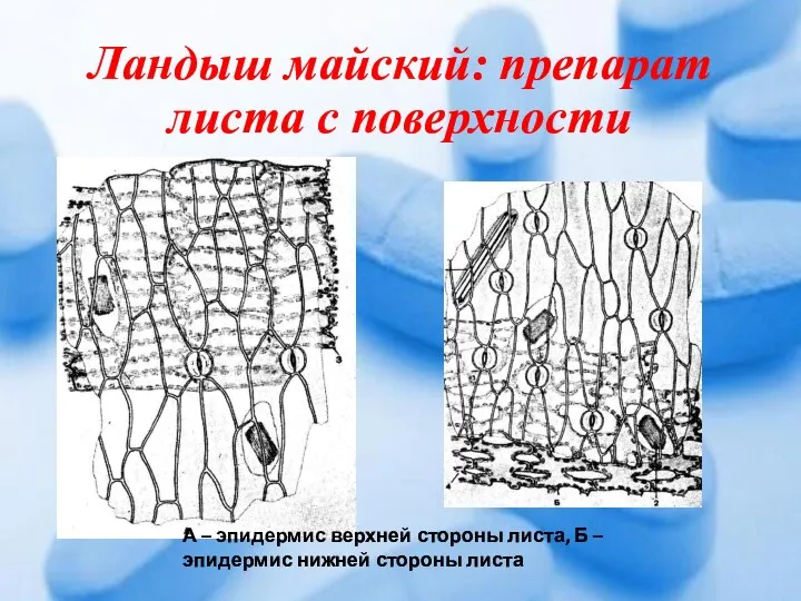 Ландыш майский: препарат листа с поверхности А – эпидермис верхней