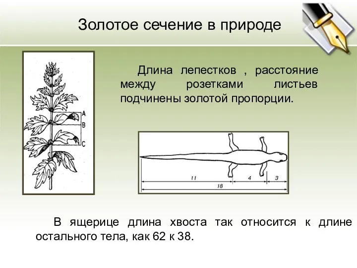 Длина лепестков , расстояние между розетками листьев подчинены золотой пропорции.