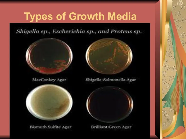 Types of Growth Media