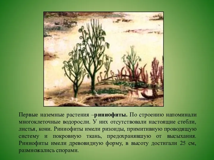 Первые наземные растения –риниофиты. По строению напоминали многоклеточные водоросли. У