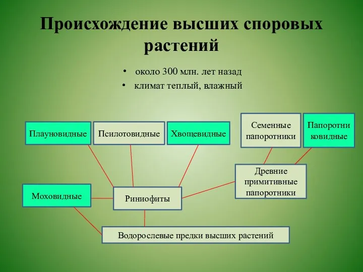 Происхождение высших споровых растений около 300 млн. лет назад климат