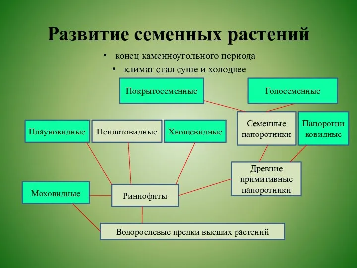 Развитие семенных растений конец каменноугольного периода климат стал суше и