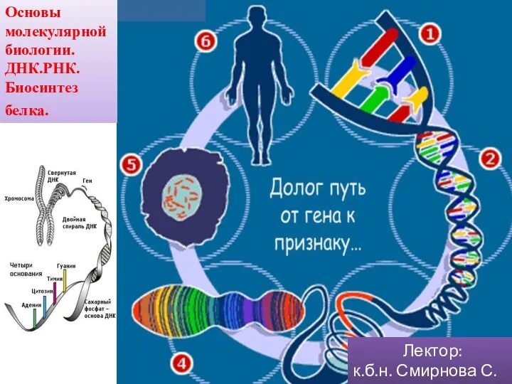 Основы молекулярной биологии. ДНК. РНК. Биосинтез белка