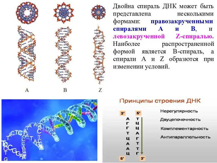 Двойна спираль ДНК может быть представлена несколькими формами: правозакрученными спиралями