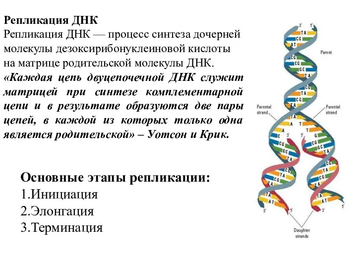 Репликация ДНК Репликация ДНК — процесс синтеза дочерней молекулы дезоксирибонуклеиновой