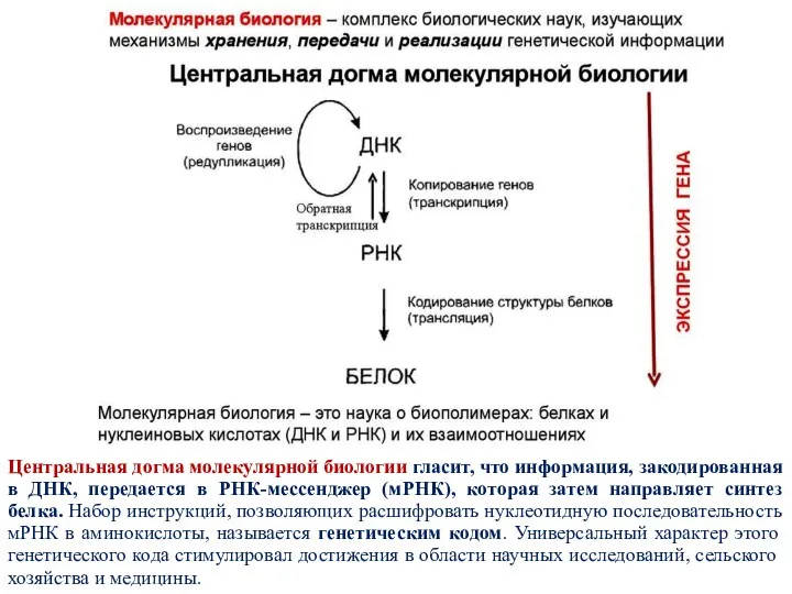 Центральная догма молекулярной биологии гласит, что информация, закодированная в ДНК,