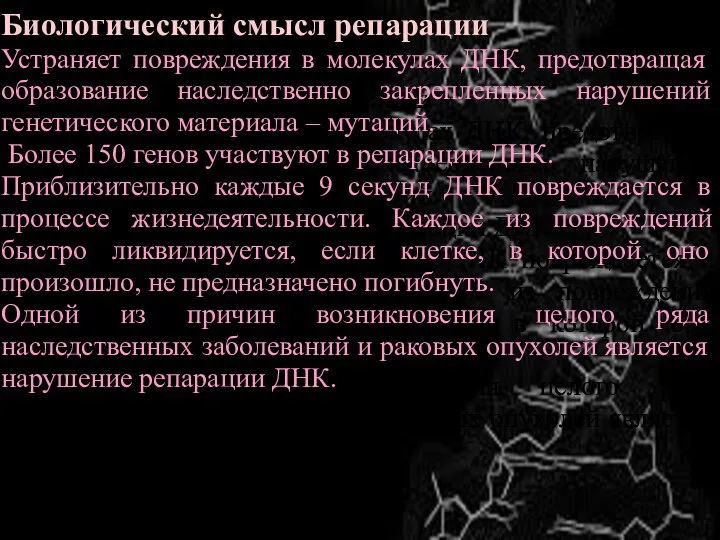 Биологический смысл репарации Устраняет повреждения в молекулах ДНК, предотвращая образование