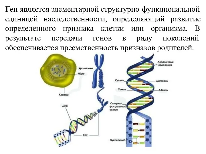 Ген является элементарной структурно-функциональной единицей наследственности, определяющий развитие определенного признака