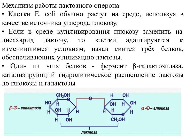 Механизм работы лактозного оперона • Клетки Е. coli обычно растут