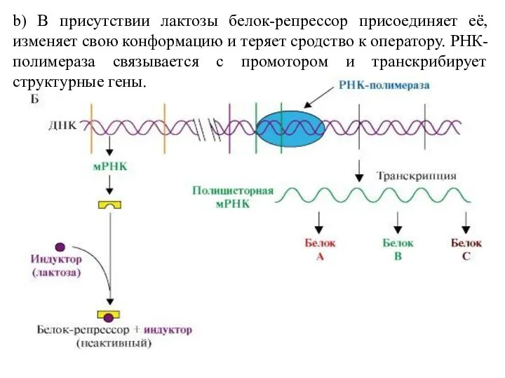 b) В присутствии лактозы белок-репрессор присоединяет её, изменяет свою конформацию