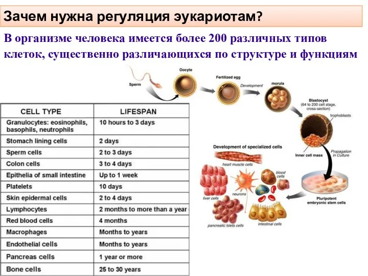 Зачем нужна регуляция эукариотам? В организме человека имеется более 200