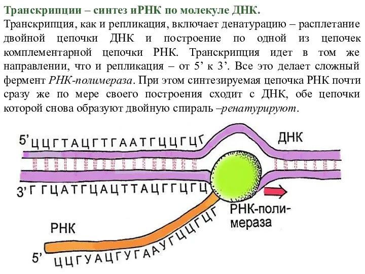 Транскрипции – синтез иРНК по молекуле ДНК. Транскрипция, как и