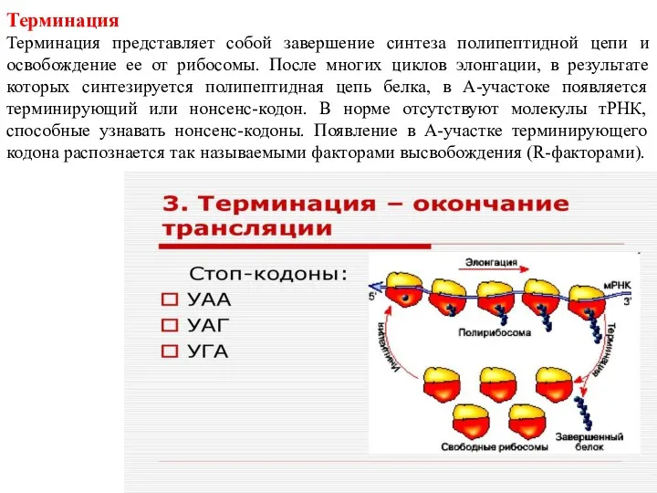 Терминация Терминация представляет собой завершение синтеза полипептидной цепи и освобождение