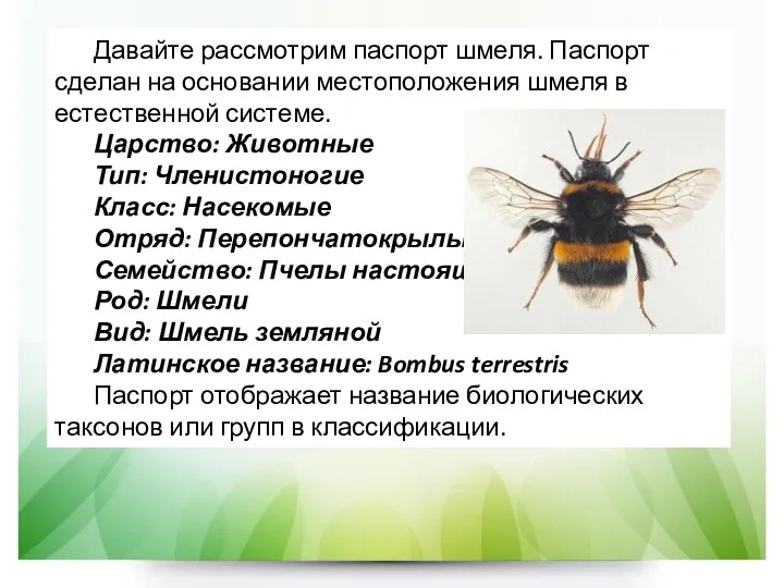 Давайте рассмотрим паспорт шмеля. Паспорт сделан на основании местоположения шмеля