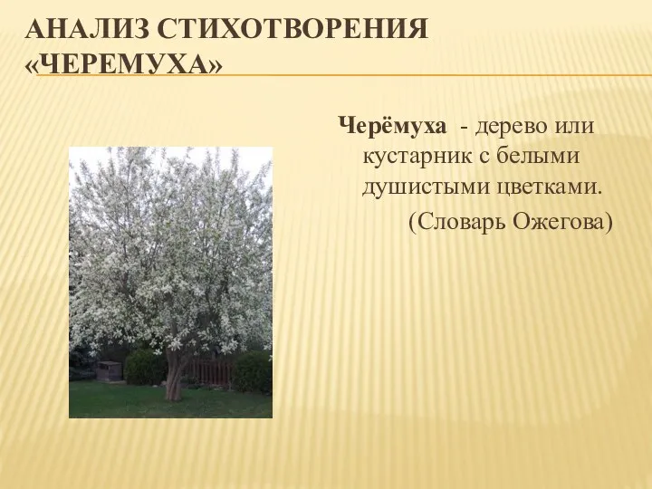 АНАЛИЗ СТИХОТВОРЕНИЯ «ЧЕРЕМУХА» Черёмуха - дерево или кустарник с белыми душистыми цветками. (Словарь Ожегова)