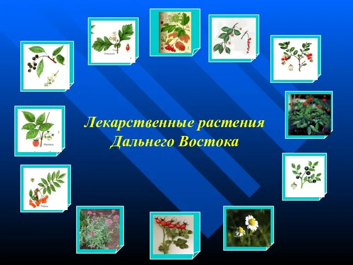 Лекарственные растения Дальнего Востока