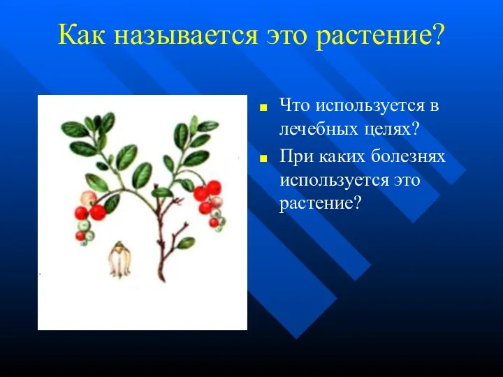 Как называется это растение? Что используется в лечебных целях? При каких болезнях используется это растение?