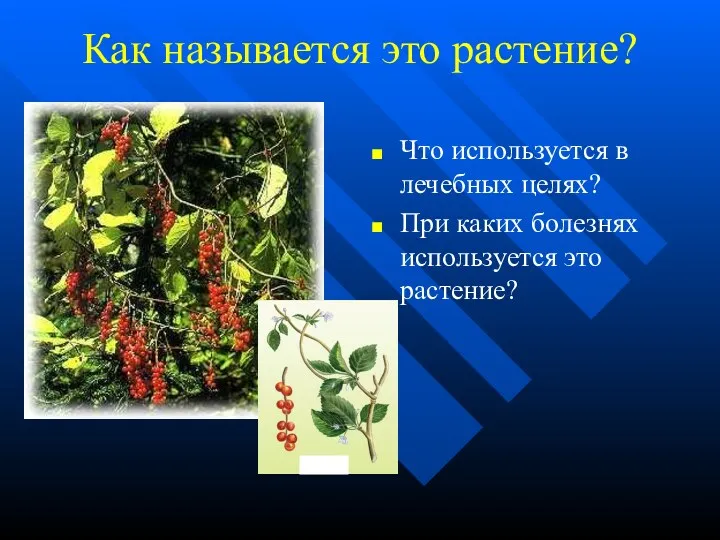 Как называется это растение? Что используется в лечебных целях? При каких болезнях используется это растение?