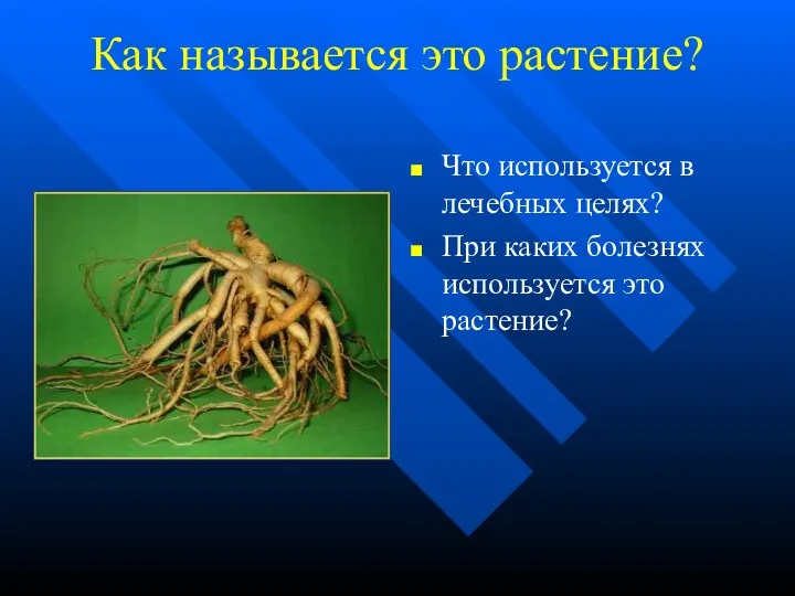 Как называется это растение? Что используется в лечебных целях? При каких болезнях используется это растение?