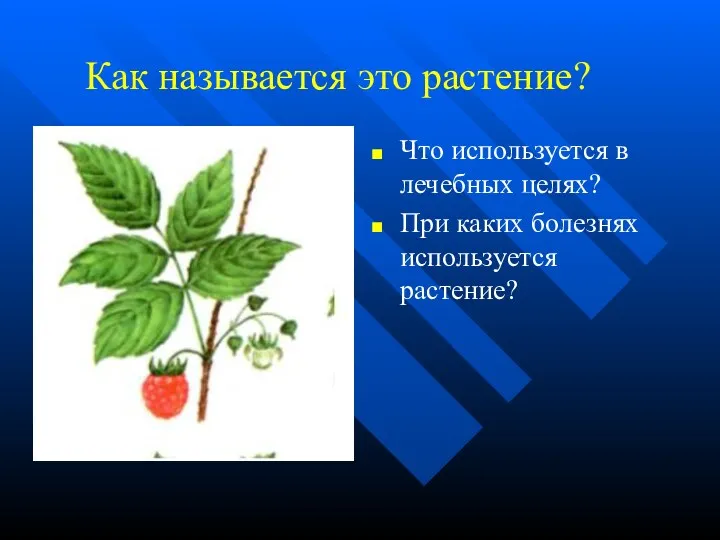 Что используется в лечебных целях? При каких болезнях используется растение? Как называется это растение?