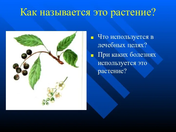 Как называется это растение? Что используется в лечебных целях? При каких болезнях используется это растение?