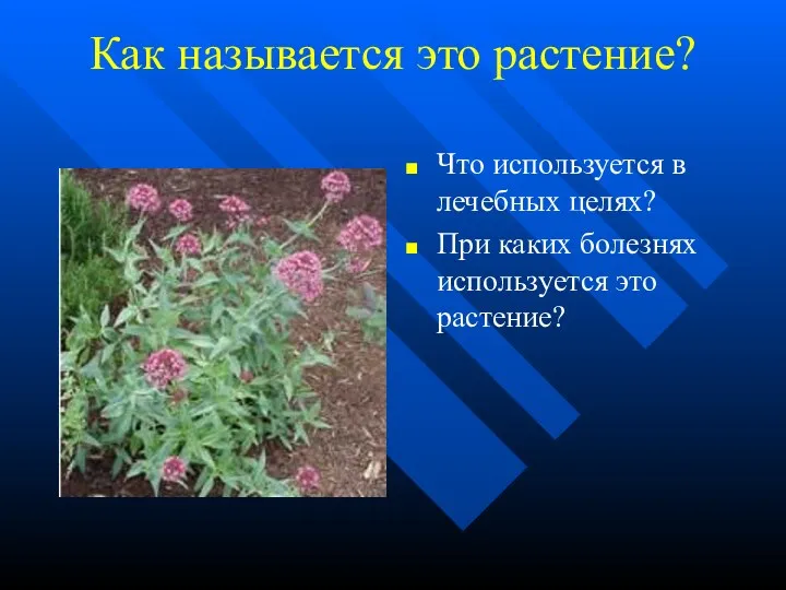 Как называется это растение? Что используется в лечебных целях? При каких болезнях используется это растение?