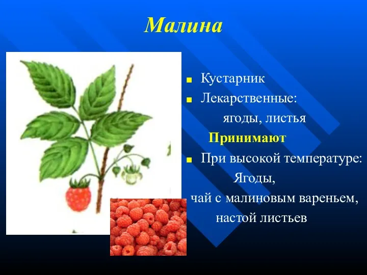 Малина Кустарник Лекарственные: ягоды, листья Принимают При высокой температуре: Ягоды, чай с малиновым вареньем, настой листьев