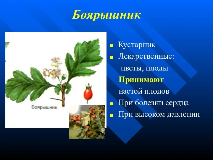 Боярышник Кустарник Лекарственные: цветы, плоды Принимают настой плодов При болезни сердца При высоком давлении