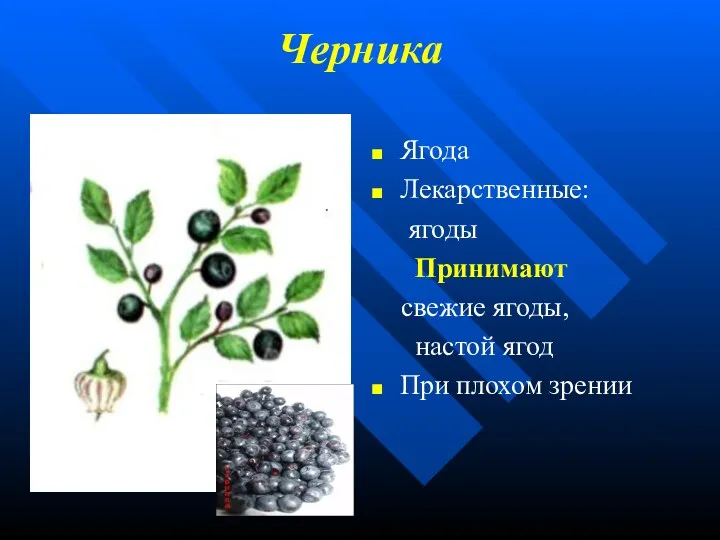 Черника Ягода Лекарственные: ягоды Принимают свежие ягоды, настой ягод При плохом зрении