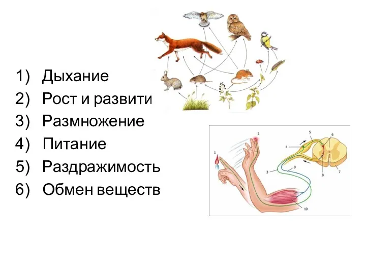 Дыхание Рост и развитие Размножение Питание Раздражимость Обмен веществ