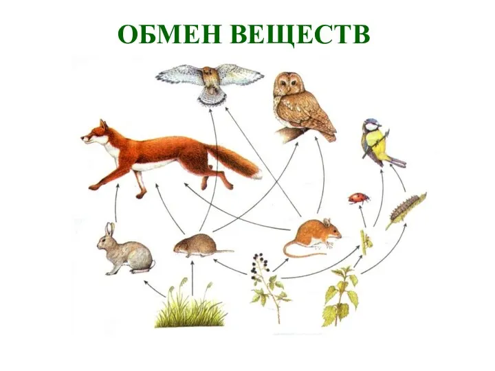 ОБМЕН ВЕЩЕСТВ