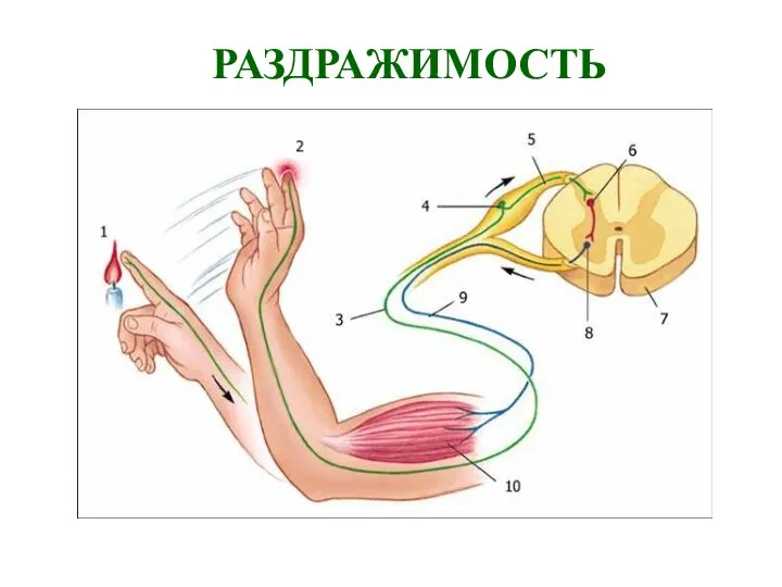 РАЗДРАЖИМОСТЬ