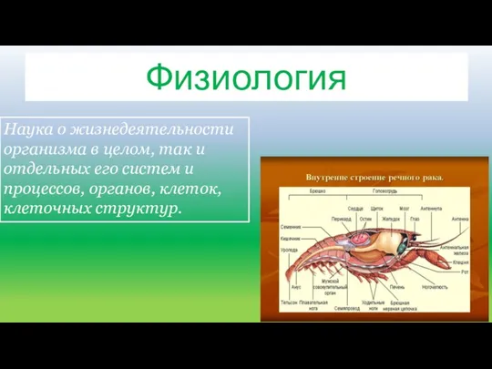 Анатомия Наука о жизнедеятельности организма в целом, так и отдельных