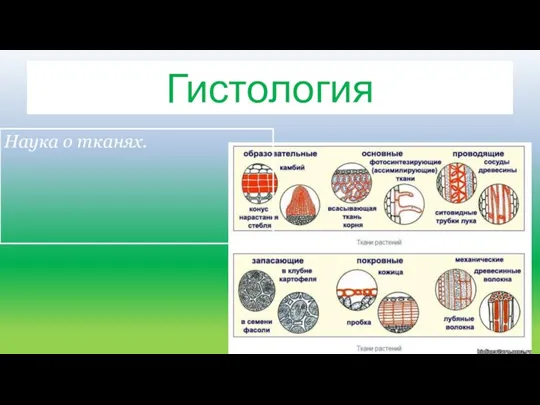 Гистология Наука о тканях.